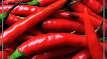 حلمت بفلفل احمر