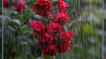 حلمت بمطر قوي