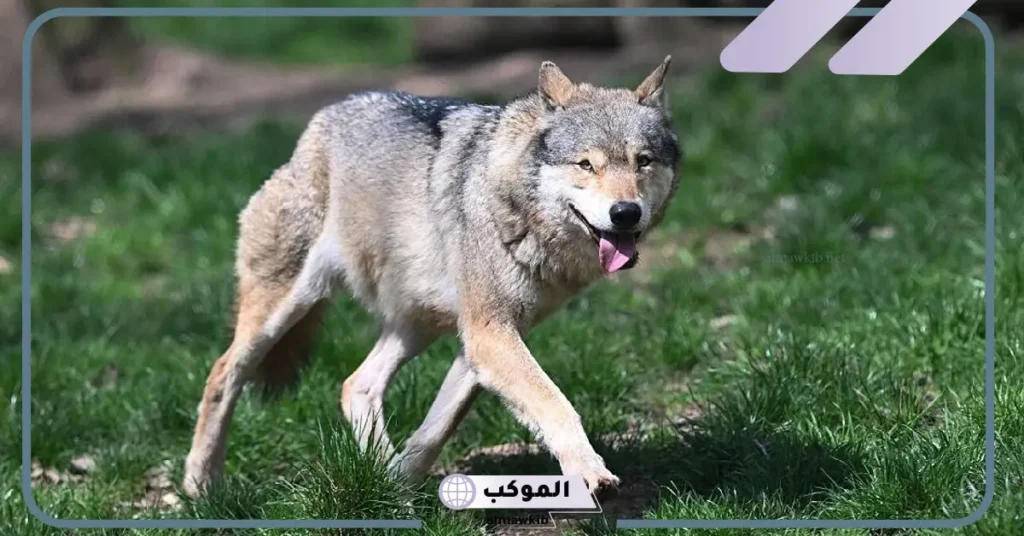 ماذا قال الرسول عن الذئب