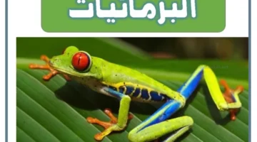 حيوان برمائي