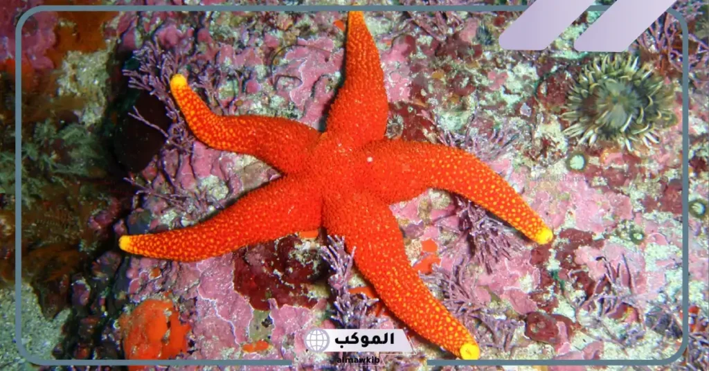 فوائد شوكيات الجلد