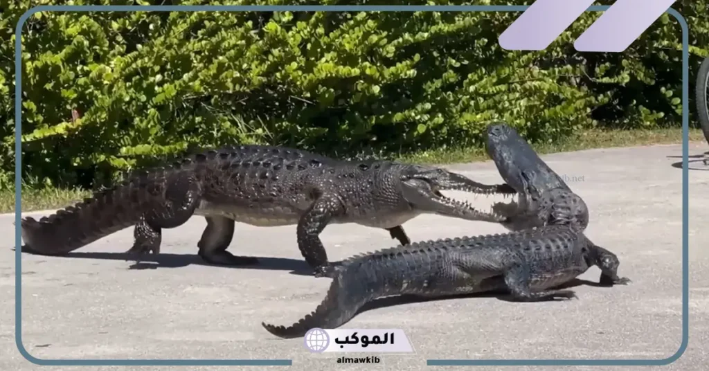 رؤية التمساح في المنام للمتزوجة