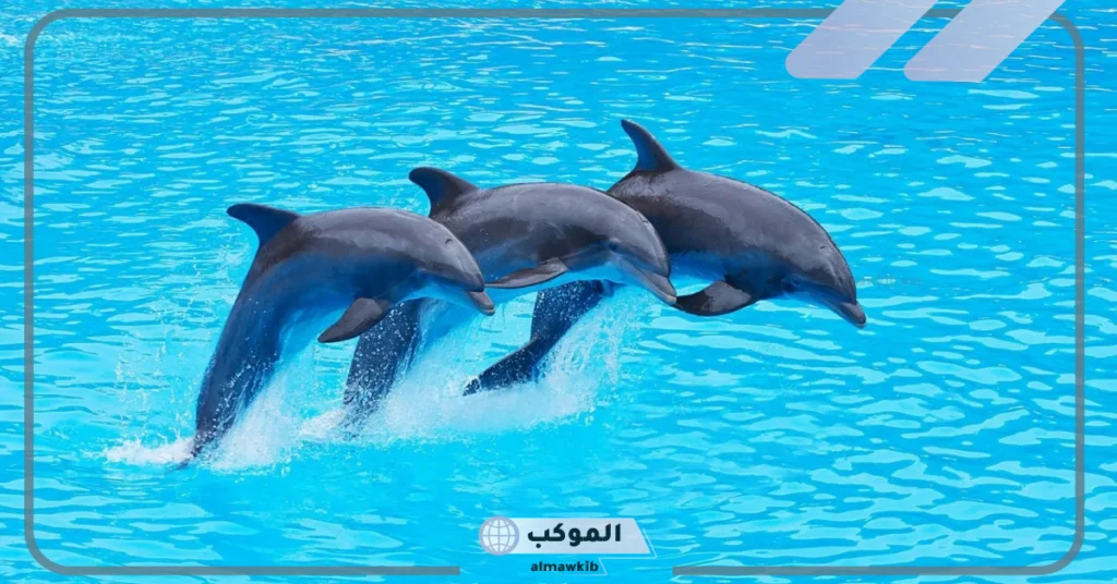 رؤية الدلفين في المنام للرجل 