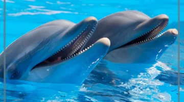 دلالات الدلفين في المنام