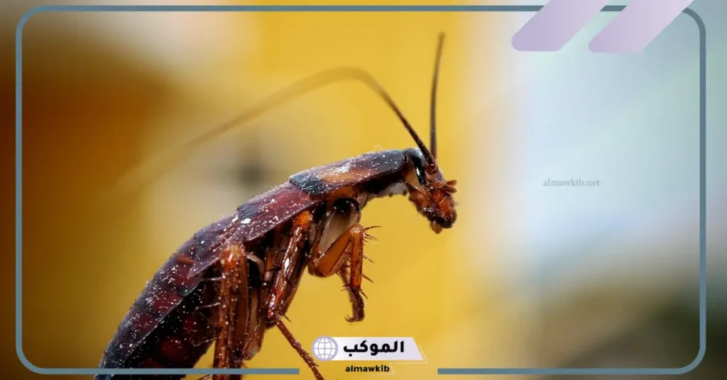 رؤية الصرصور في المنام للمتزوجة في المطبخ