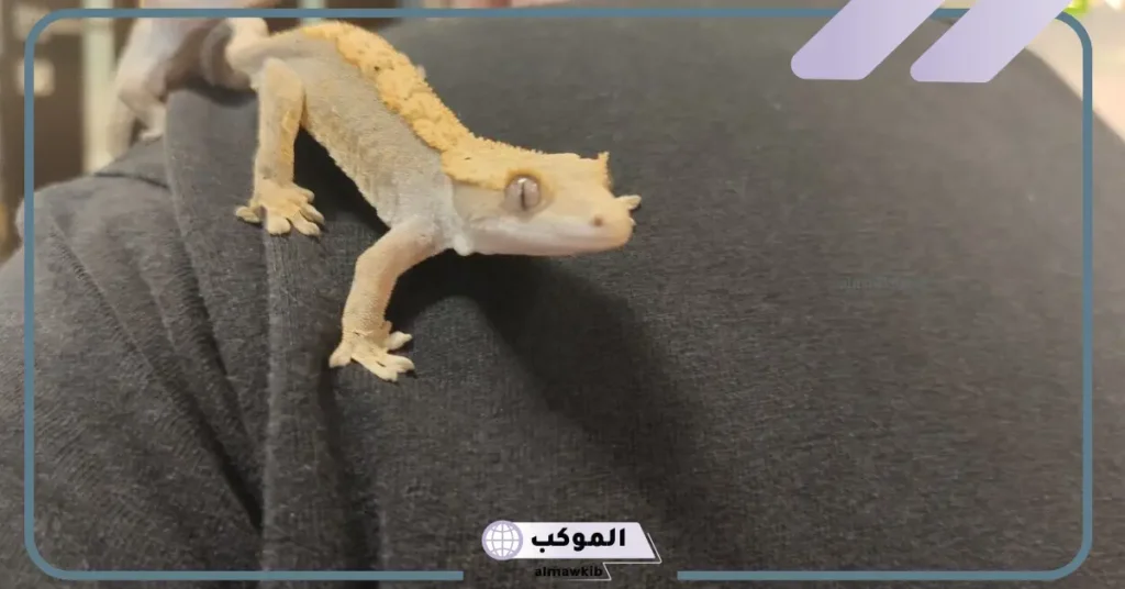 الهروب من الوزغ في المنام للعزباء