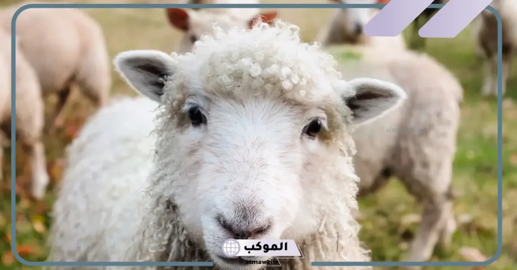 تفسير حلم الغنم في المنام للرجل المتزوج والمرأة المطلقة والمتزوجة 5 رؤية الغنم في المنام للعزباء