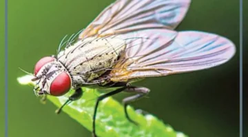 دورة حياة الذبابة