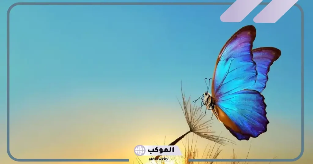 وصف الفراشة