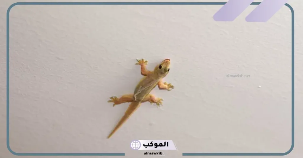 رؤية الوزغ في المنام للعزباء