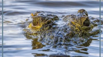 رؤية التمساح في المنام للمتزوجة 1