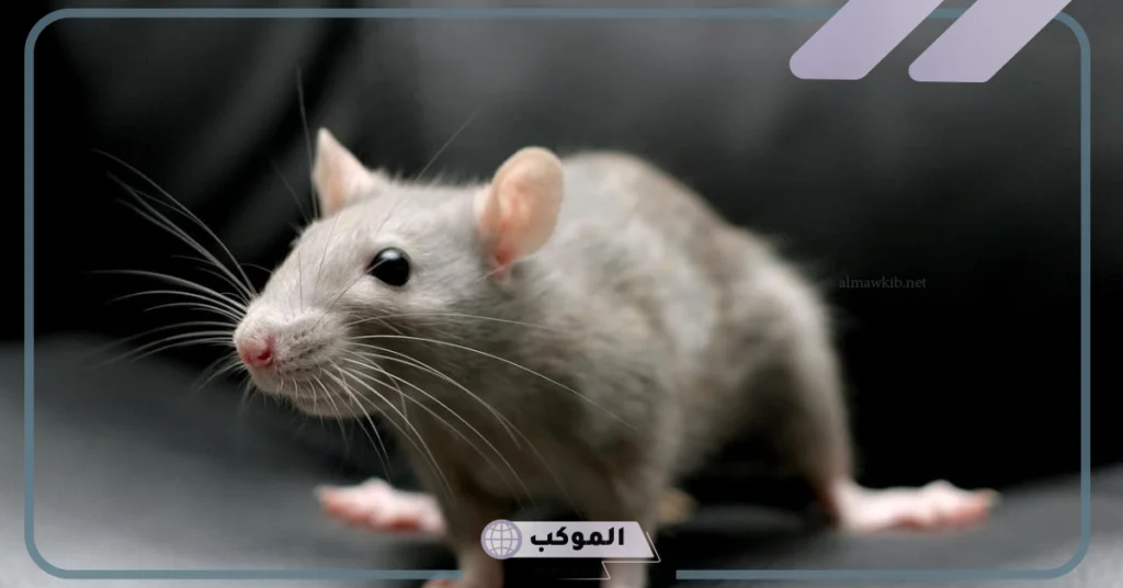 رؤية الجرذان في المنام للرجل 