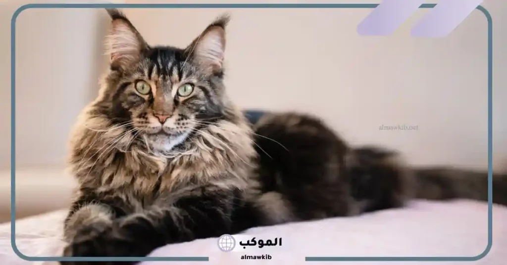 تفسير رؤية القطط الهادئة في المنام للعزباء