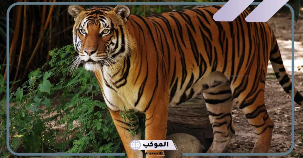 الخوف من النمر في المنام