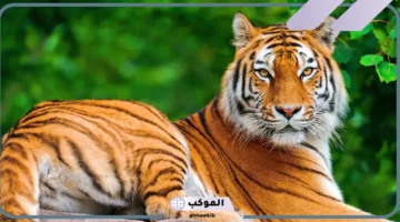 رؤية النمر في المنام للمتزوجة