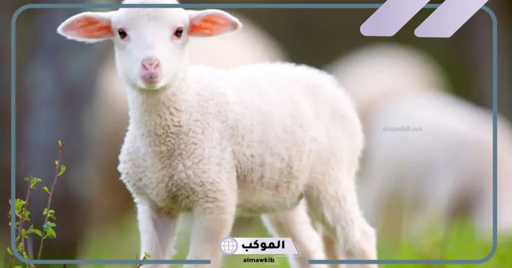 تفسير حلم رؤيه الماعز الصغير في المنام للرجل والمرأة المتزوجة في البيت 6 رؤية الماعز في المنام للعزباء