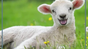 رؤية قطيع من الأغنام في المنام