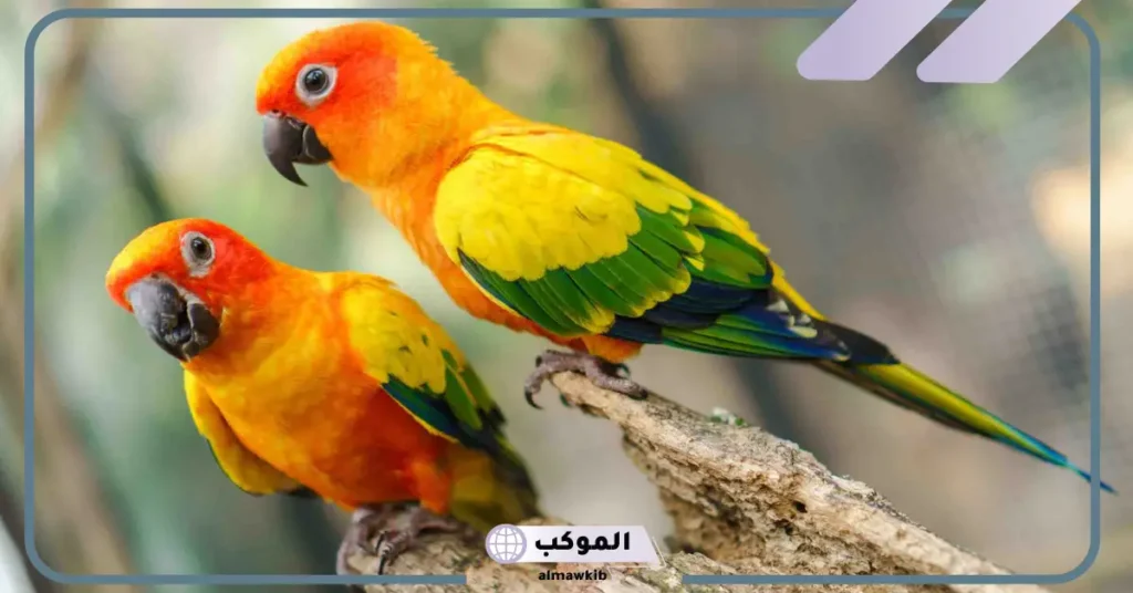 رؤية العصفور في المنام للعزباء