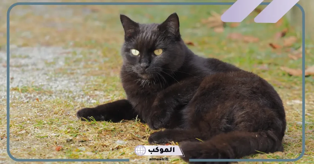 تفسير حلم القطة السوداء للعزباء