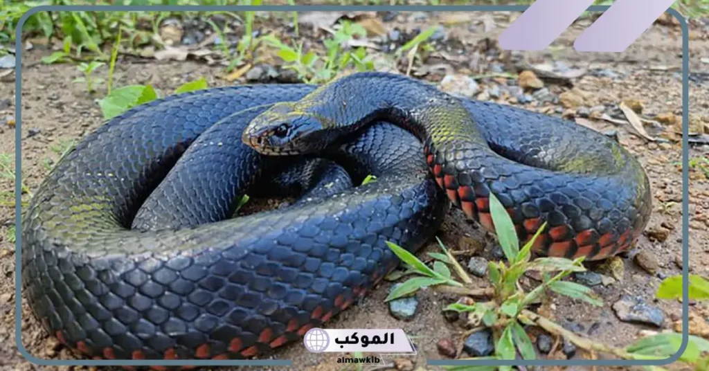 تفسير حلم الثعبان الاسود الكبير في المنام للنابلسي للرجل والمرأة المتزوجة 5 رؤية الثعبان الأسود في المنام للعزباء