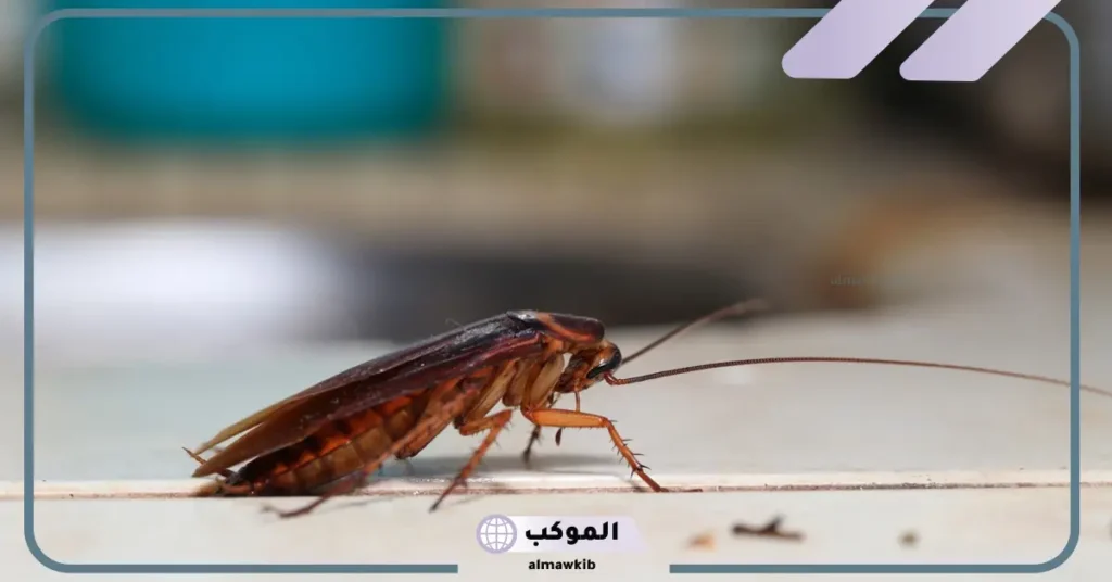 تفسير حلم الصراصير في البيت وقتلها