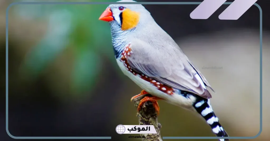 رؤية العصافير فى المنام للرجل