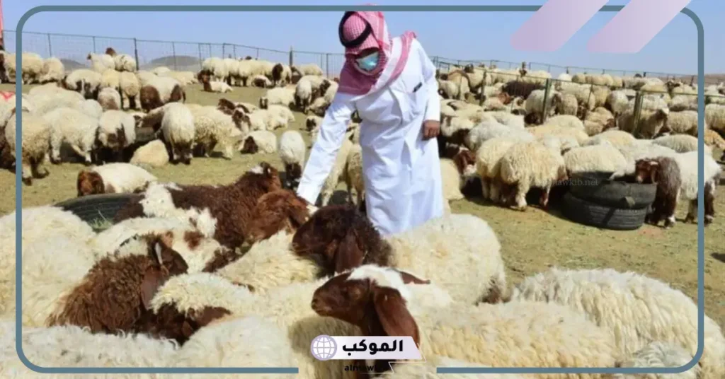 تفسير حلم الغنم في المنام للرجل المتزوج والمرأة المطلقة والمتزوجة 6 حلم الغنم في المنام للمطلقة