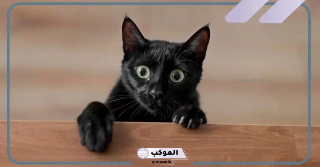 تفسير حلم قطة سوداء للعزباء