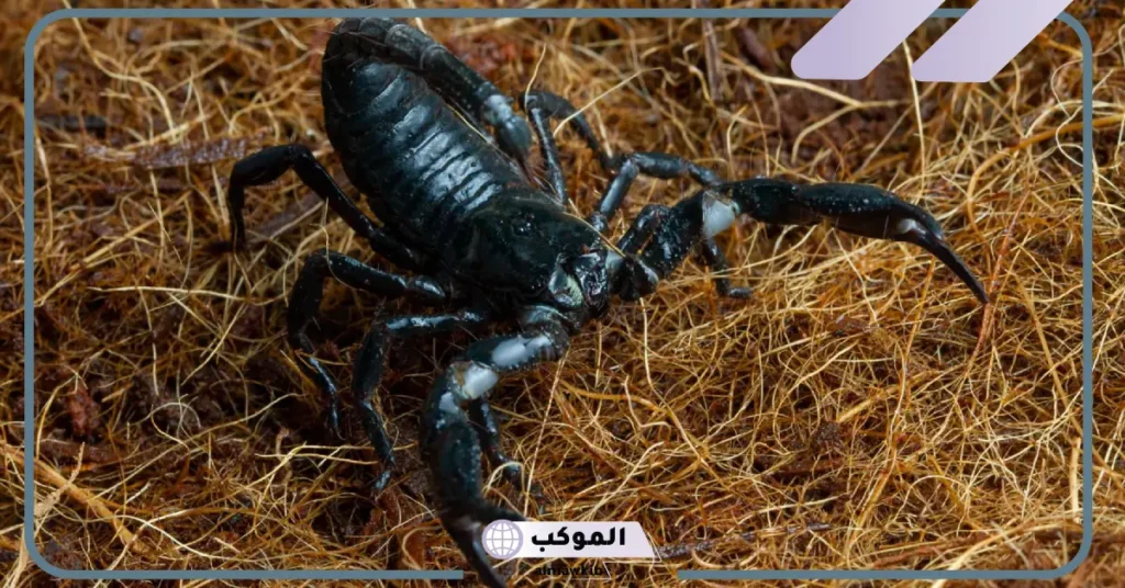 رؤية العقرب الأسود في المنام للعزباء