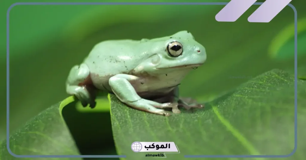 أسماء الضفدع في اللغة العربية