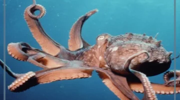 عدد أرجل الأخطبوط