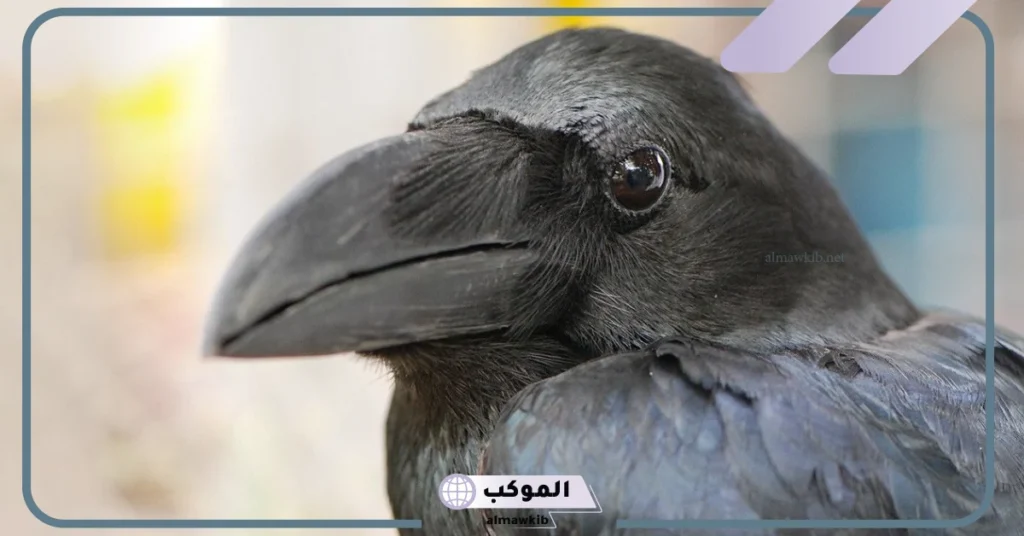 ما هو اسم صوت الغراب وهل يدل على الخير أم الشر؟ 5 هل صوت الغراب خير أم شر