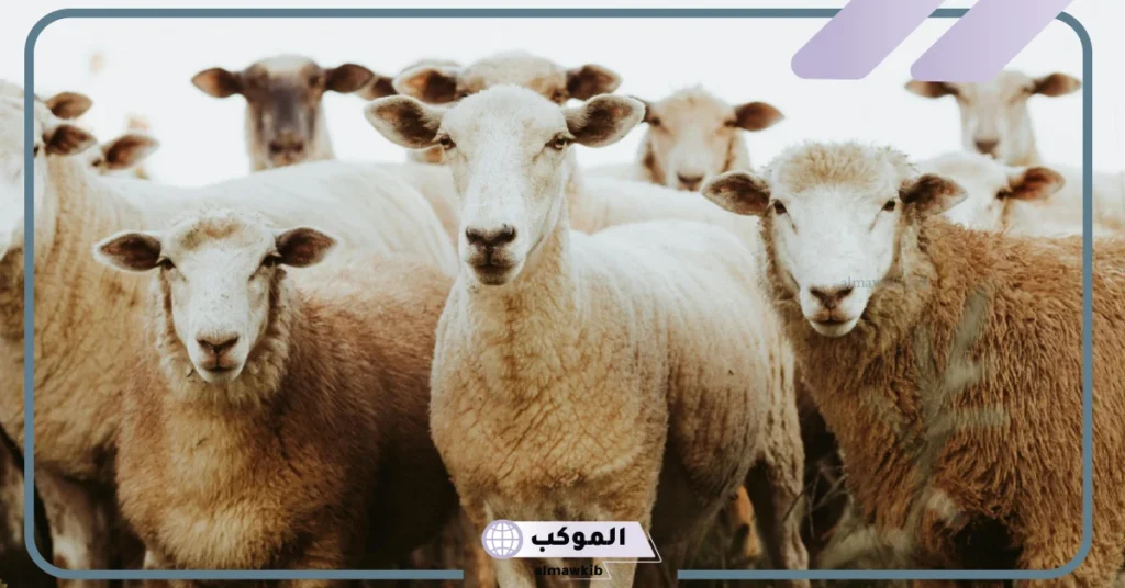 تفسير حلم رؤية الغنم في المنام للمتزوجة والحامل والعزباء 5 تفسير حلم الغنم الكثيرة للمتزوجة