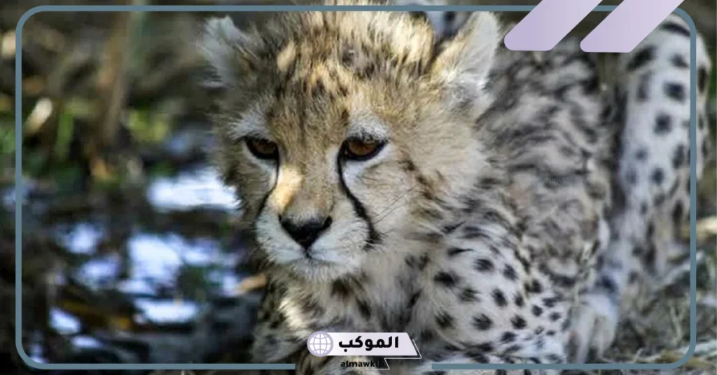 اسم صغير الفهد الأسود بالعربي والإنجليزي، معلومات عن الفهد 6 صغير الفهد الأسود