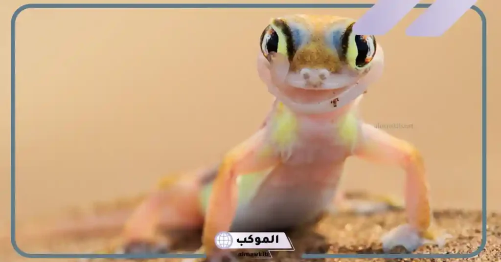 قتلت أبو بريص في المنام للمتزوجة