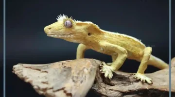 قتلت أبو بريص في المنام للمتزوجة