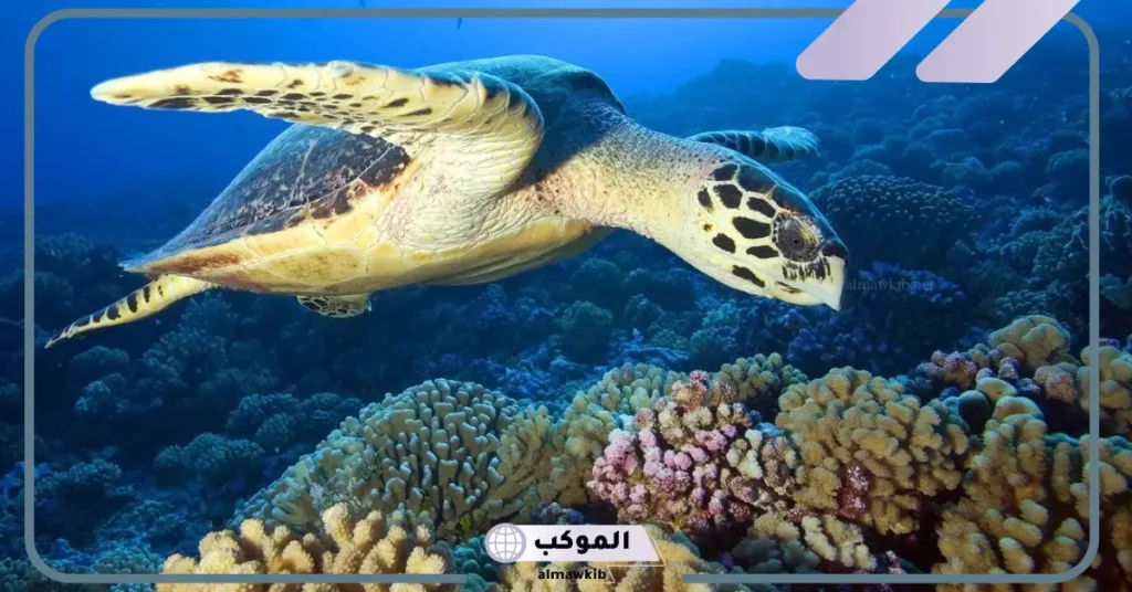 معلومات عن السلحفاة للأطفال