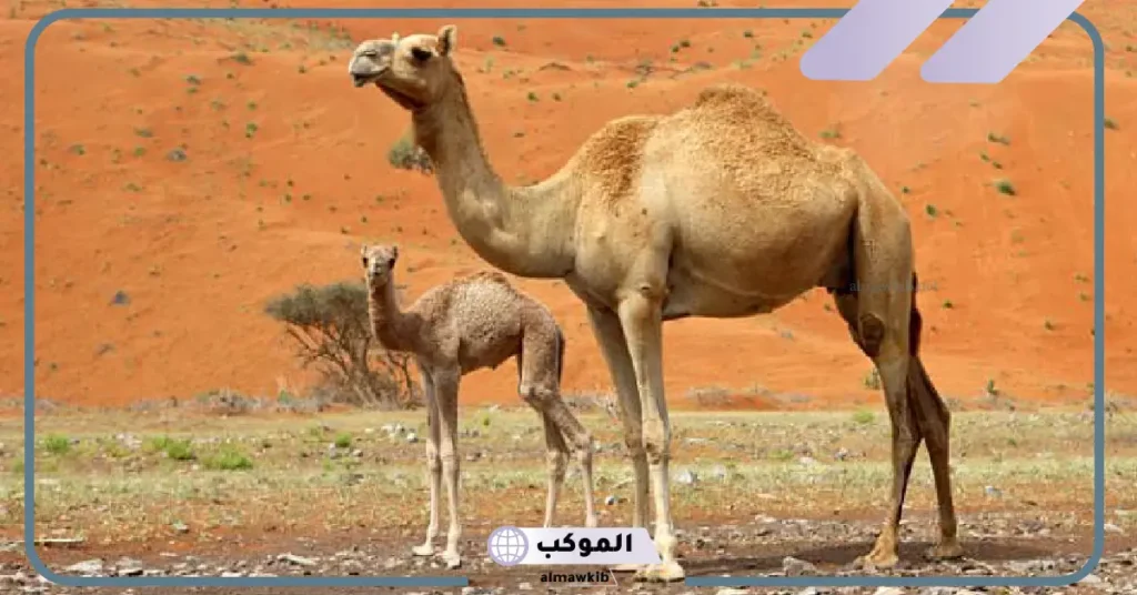 جدول مدة حمل الحيوانات