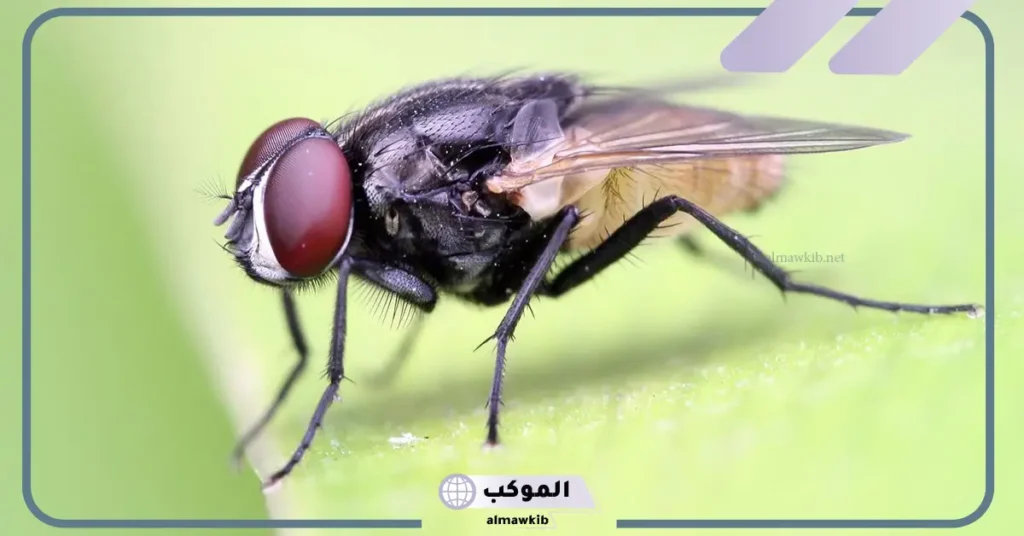 كيف يتكاثر الذباب 