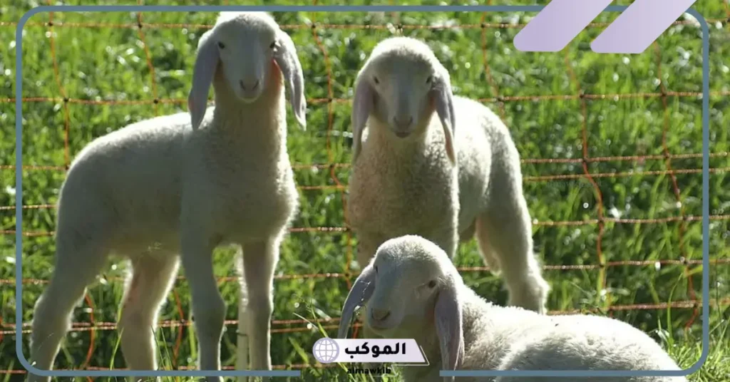 أسنان الغنم وعمرها