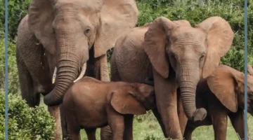 كيف تصنف الحيوانات في مجموعات