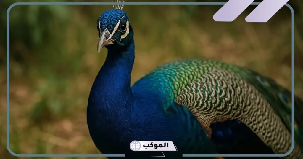 انثى الطاووس البيضاء