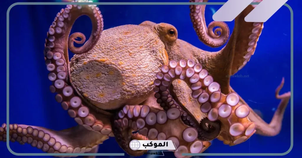 ما هي اكبر مجموعة في اللافقاريات 5 أمثلة على اللافقاريات