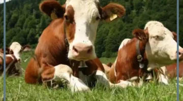 ما أكثر الحيوانات انتشارًا في الوطن العربي ولماذا؟ 1