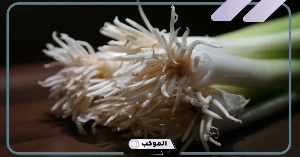 من انواع الجذور: أنواع جذور النباتات للاطفال 6 أنواع جذور النباتات للاطفال