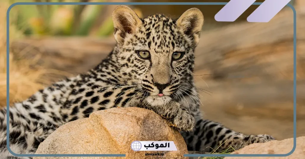 أهمية الصوت في حياة النمر