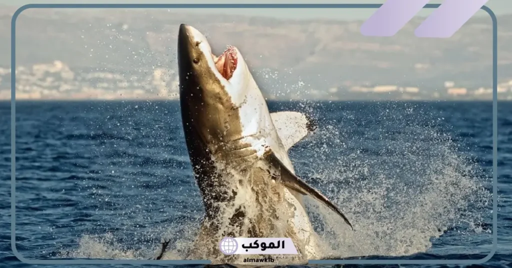 ما هو الفرق بين الحوت والقرش؟ أيهما أخطر الحوت أم القرش 6 هل الحوت أكبر من القرش