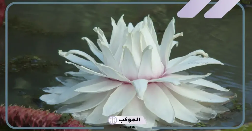 ما هو زنبق الماء Water Lilies وأين يعيش؟ 5 كيف تتكيف زنبق الماء؟