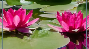 ما هو زنبق الماء