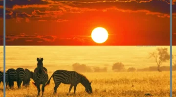 ما هي أنواع المناطق الحيوية البرية؟